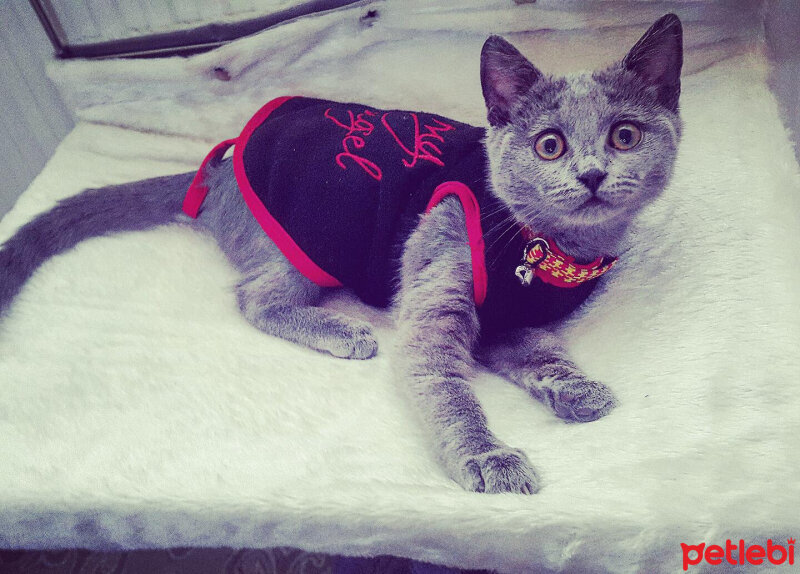 British Shorthair, Kedi  ponçik fotoğrafı