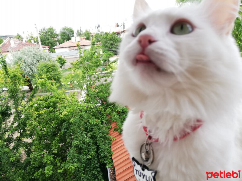 Van Kedisi, Kedi  Tüylü fotoğrafı