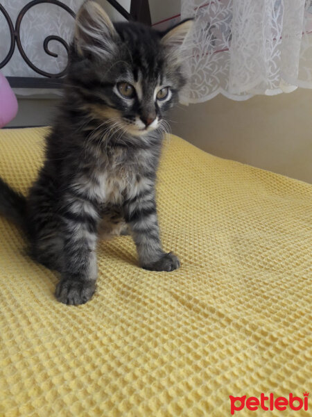 Norwegian Forest, Kedi  Karpuz fotoğrafı