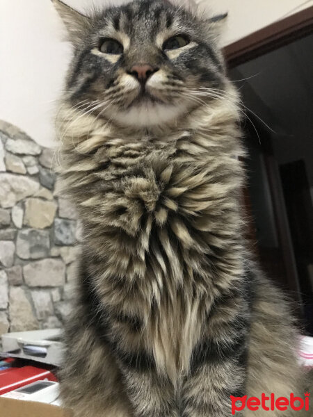 Norwegian Forest, Kedi  Karpuz fotoğrafı