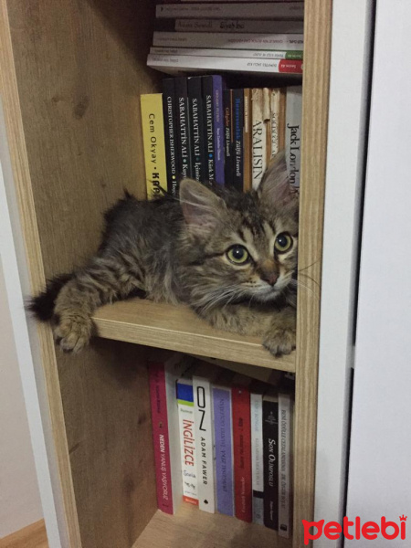 Tekir Kedi, Kedi  Felix fotoğrafı