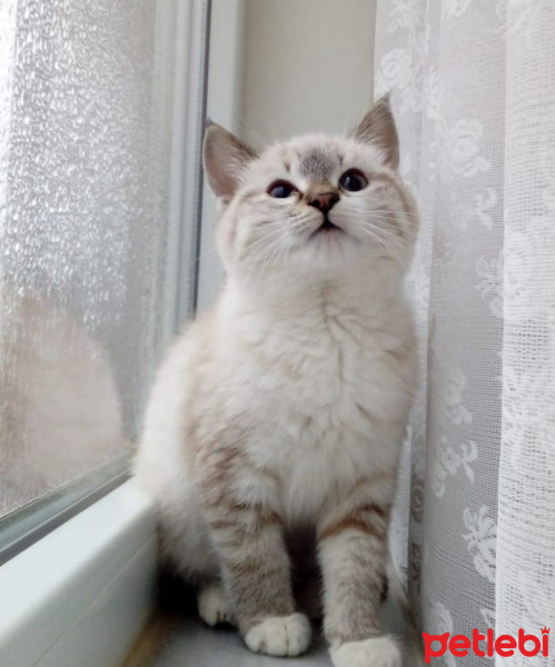 British Shorthair, Kedi  Salep fotoğrafı
