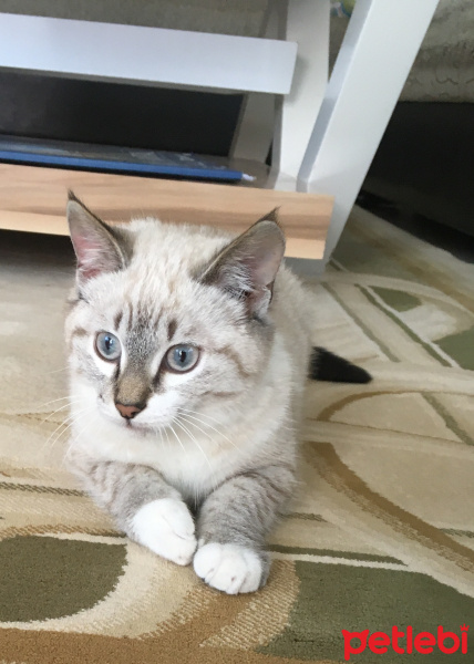 British Shorthair, Kedi  Salep fotoğrafı
