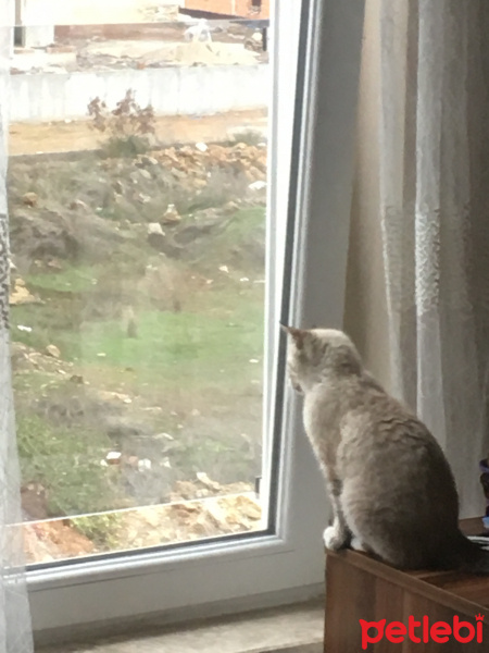 British Shorthair, Kedi  Salep fotoğrafı