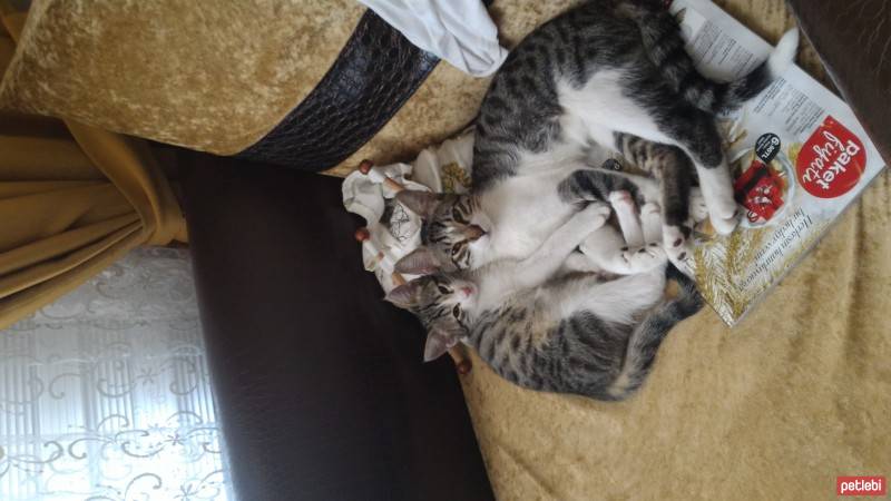 Tekir Kedi, Kedi  Asya ve Altay fotoğrafı