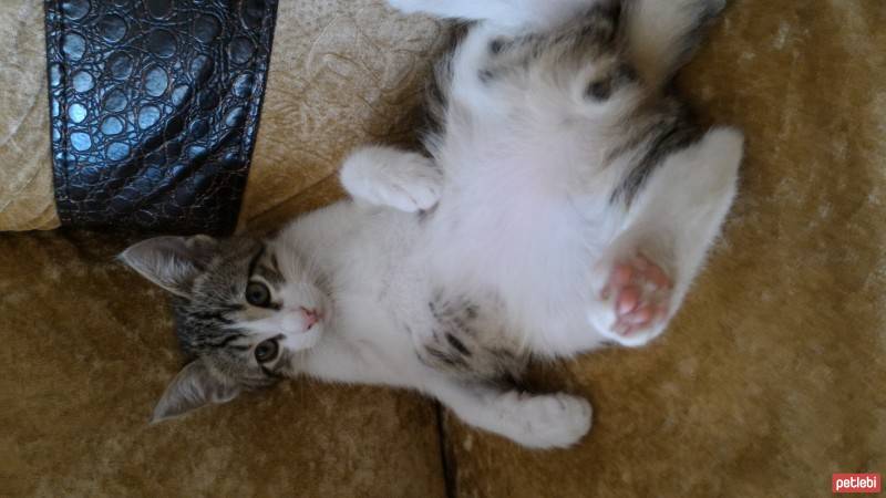 Tekir Kedi, Kedi  Asya ve Altay fotoğrafı