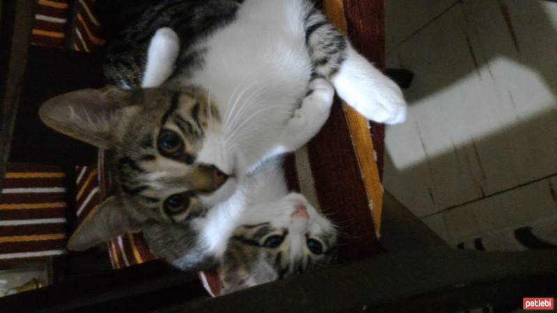 Tekir Kedi, Kedi  Asya ve Altay fotoğrafı