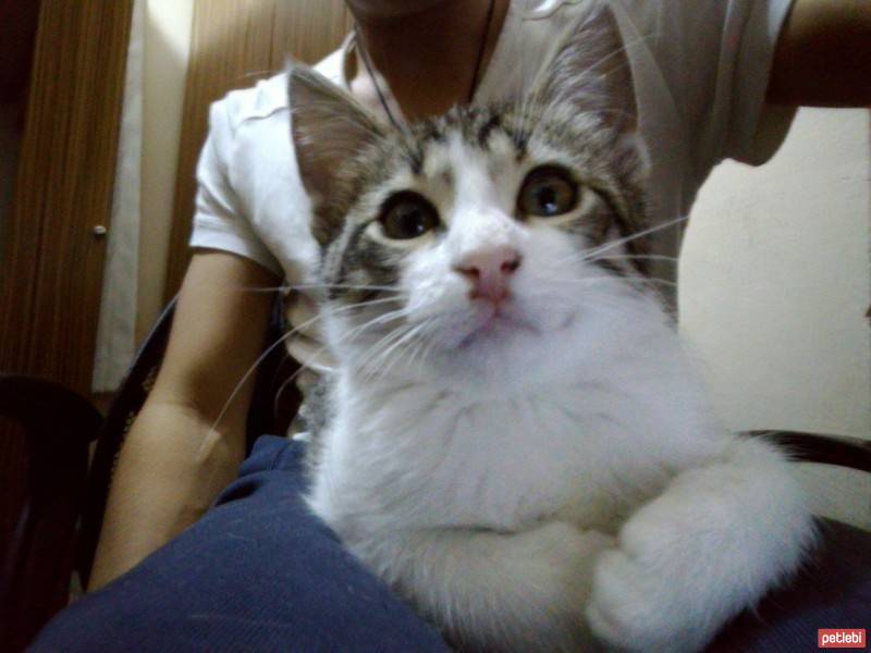 Tekir Kedi, Kedi  Asya ve Altay fotoğrafı