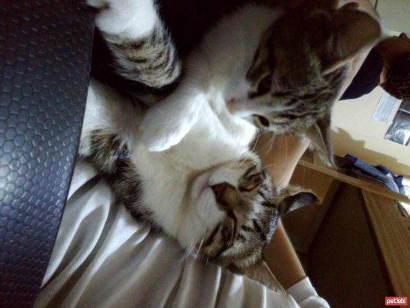 Tekir Kedi, Kedi  Asya ve Altay fotoğrafı