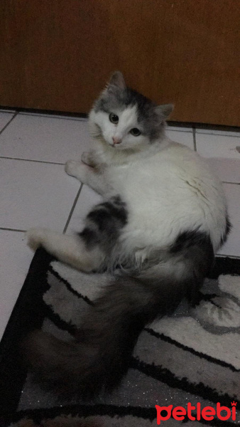 Ankara Kedisi, Kedi  Zilli fotoğrafı