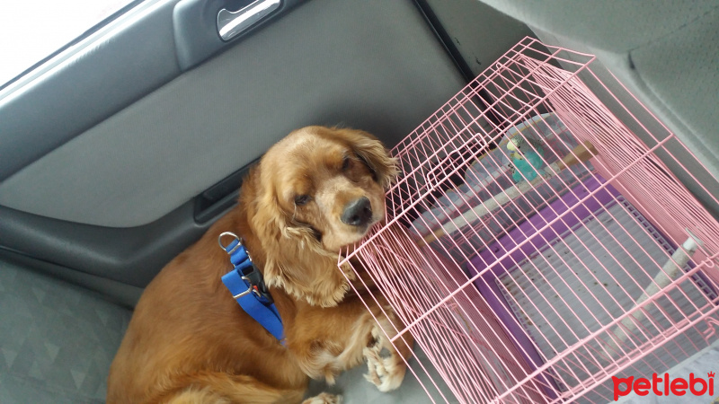 Amerikan Cocker Spaniel, Köpek  Maço fotoğrafı