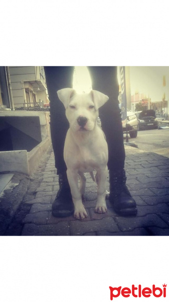 Dogo Arjantin, Köpek  Dogo fotoğrafı