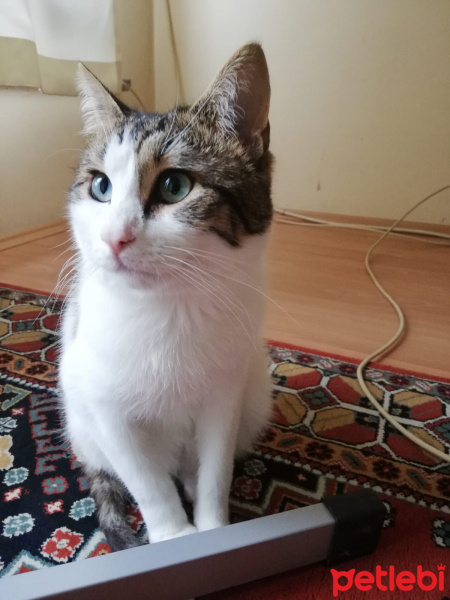 Tekir Kedi, Kedi  Asil fotoğrafı