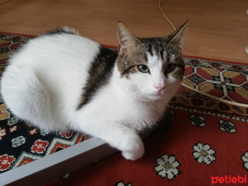 Tekir Kedi, Kedi  Asil fotoğrafı