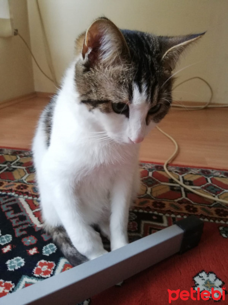 Tekir Kedi, Kedi  Asil fotoğrafı