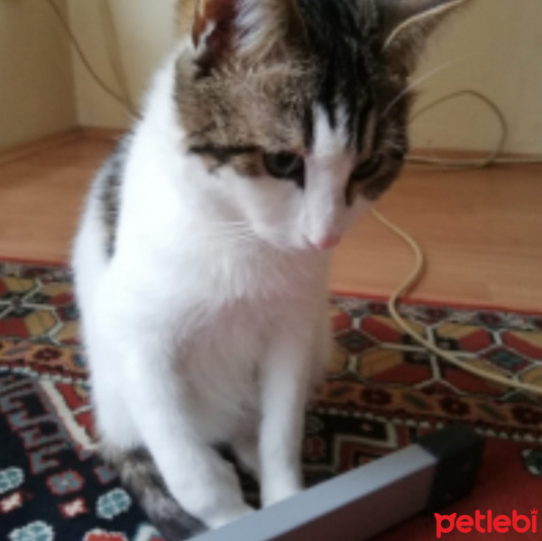 Tekir Kedi, Kedi  Asil fotoğrafı