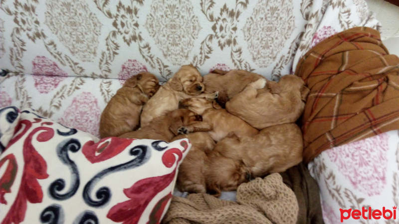 İngiliz Cocker Spaniel, Köpek  Hala adı yok fotoğrafı
