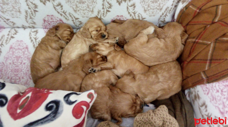 İngiliz Cocker Spaniel, Köpek  Hala adı yok fotoğrafı