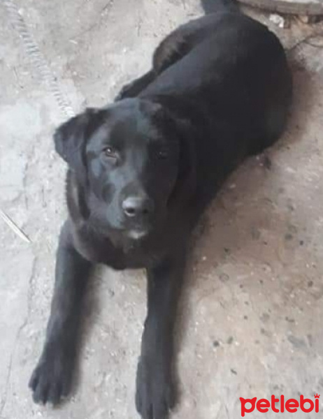 Labrador Retriever, Köpek  Zeytin fotoğrafı