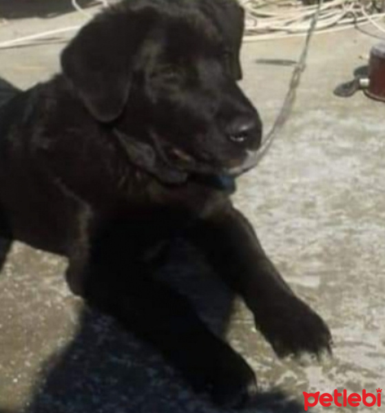 Labrador Retriever, Köpek  Zeytin fotoğrafı