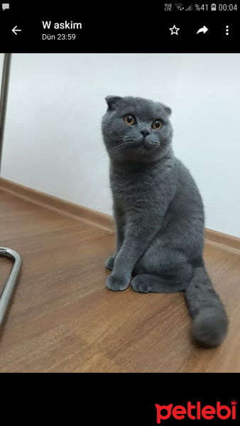 British Shorthair, Kedi  Duman fotoğrafı