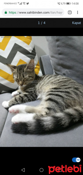 Tekir Kedi, Kedi  Müezza fotoğrafı