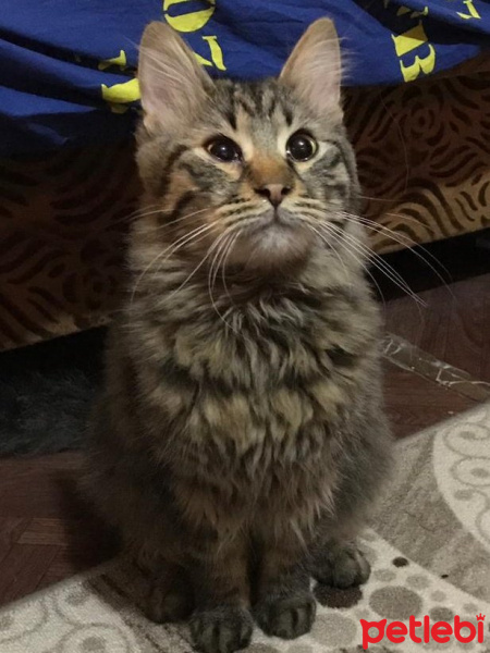 Soke, Kedi  Laraysu fotoğrafı