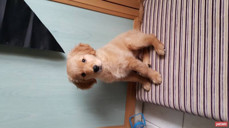Golden Retriever, Köpek  Kebap fotoğrafı