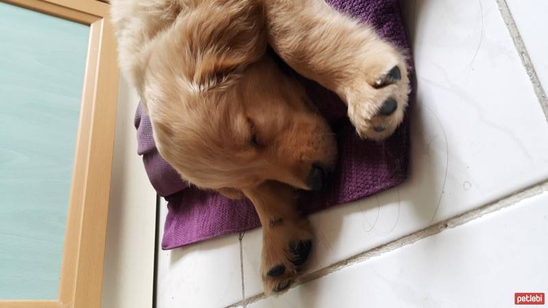 Golden Retriever, Köpek  Kebap fotoğrafı