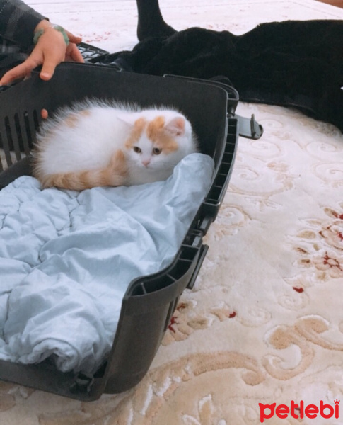 British Shorthair, Kedi  Dolunay fotoğrafı