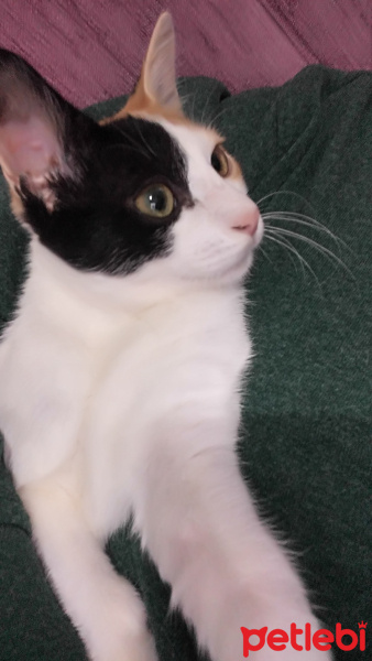 Tekir Kedi, Kedi  Minik fotoğrafı
