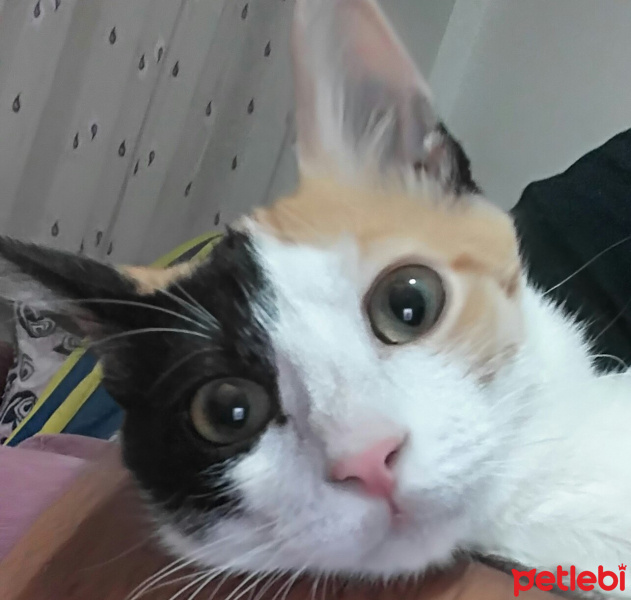 Tekir Kedi, Kedi  Minik fotoğrafı