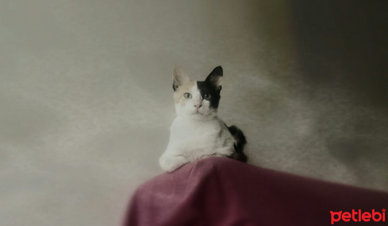 Tekir Kedi, Kedi  Minik fotoğrafı