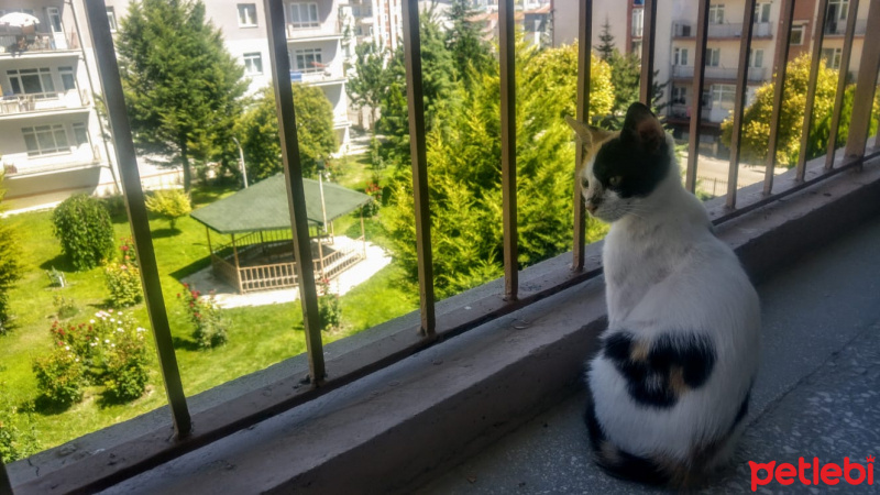Tekir Kedi, Kedi  Minik fotoğrafı