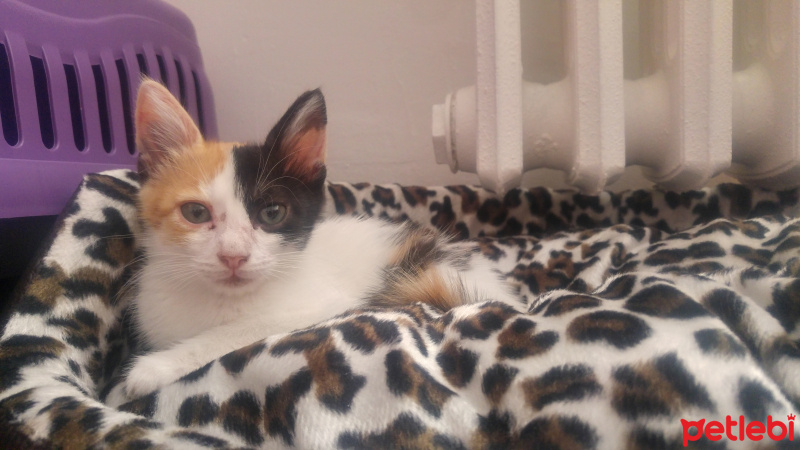 Tekir Kedi, Kedi  Minik fotoğrafı