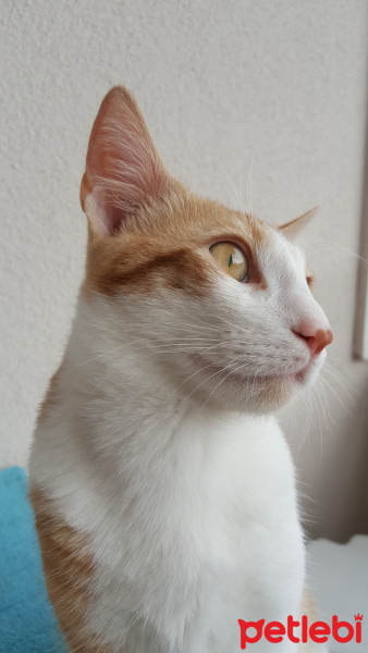 Sarman, Kedi  Tarçın fotoğrafı