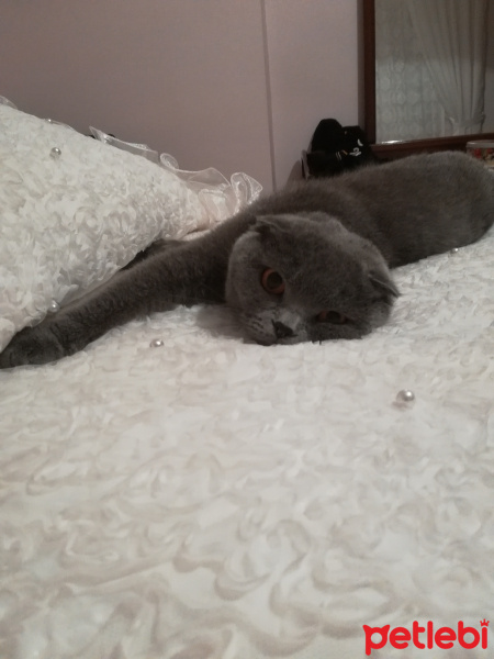 Scottish Fold, Kedi  Puffy fotoğrafı