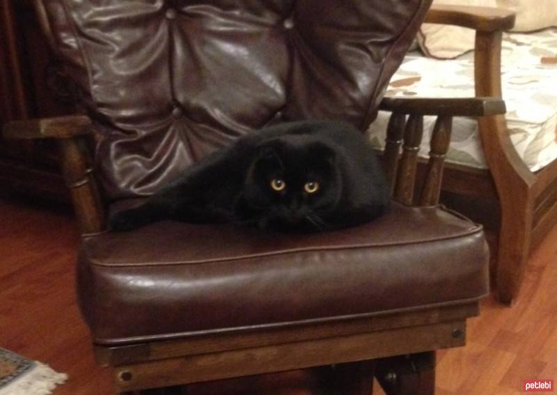 Scottish Fold, Kedi  Paşa fotoğrafı