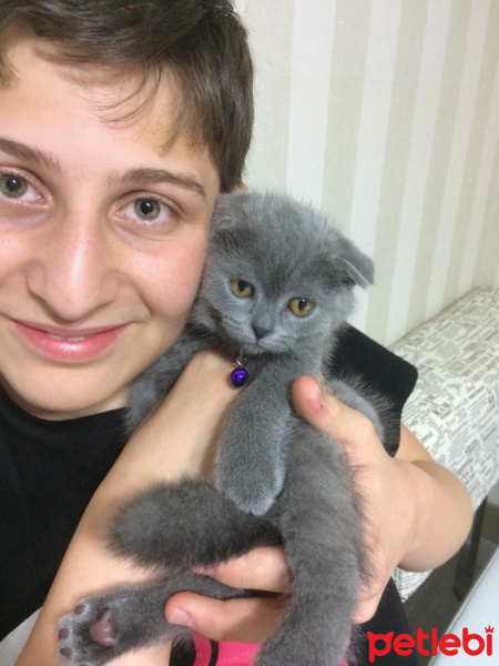 Scottish Fold, Kedi  Duman fotoğrafı