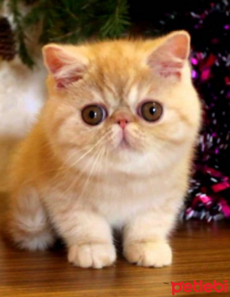 Exotic Shorthair, Kedi  Limon fotoğrafı