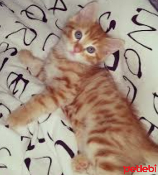 Sarman, Kedi  Tarçın fotoğrafı