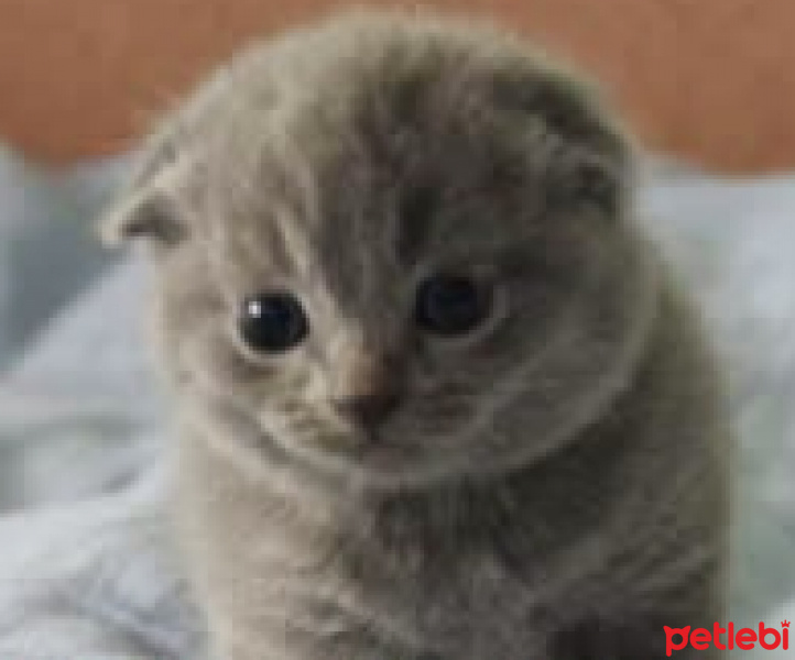 Scottish Fold, Kedi  Melodi fotoğrafı