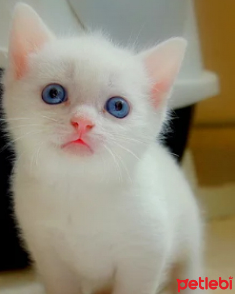 Ankara Kedisi, Kedi  Paris fotoğrafı