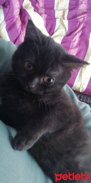 British Shorthair, Kedi  Mişa fotoğrafı