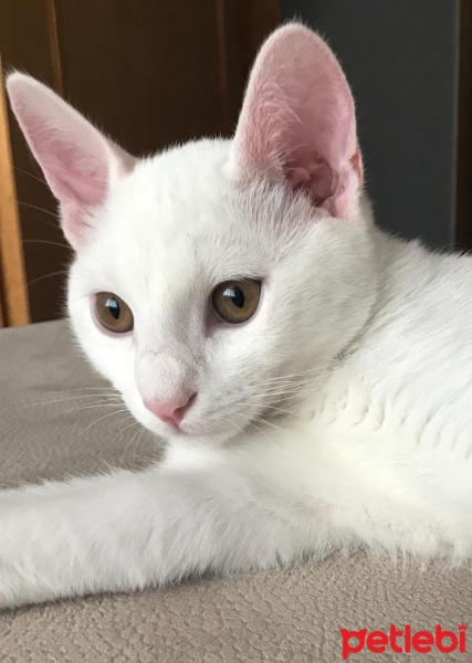 Van Kedisi, Kedi  Pamuk fotoğrafı
