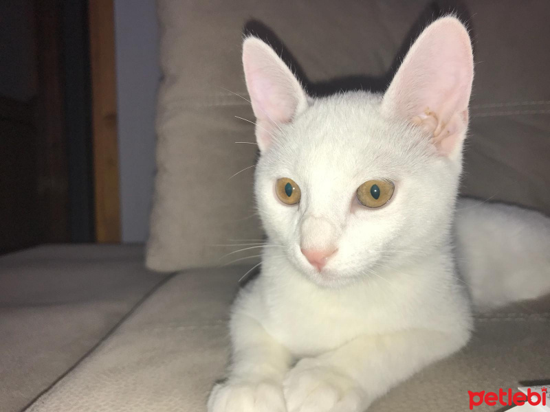 Van Kedisi, Kedi  Pamuk fotoğrafı