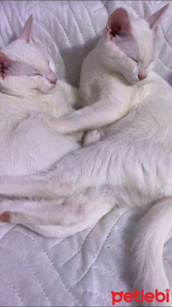 Van Kedisi, Kedi  Pamuk fotoğrafı