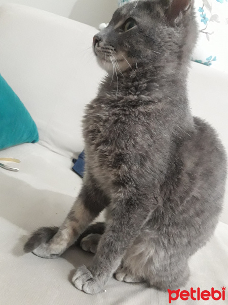 Mavi Rus, Kedi  Duman fotoğrafı