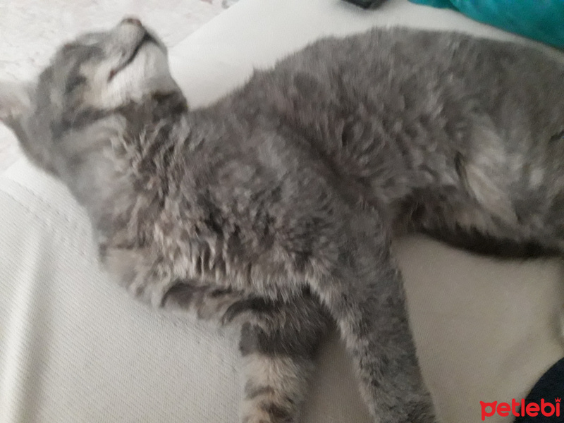 Mavi Rus, Kedi  Duman fotoğrafı