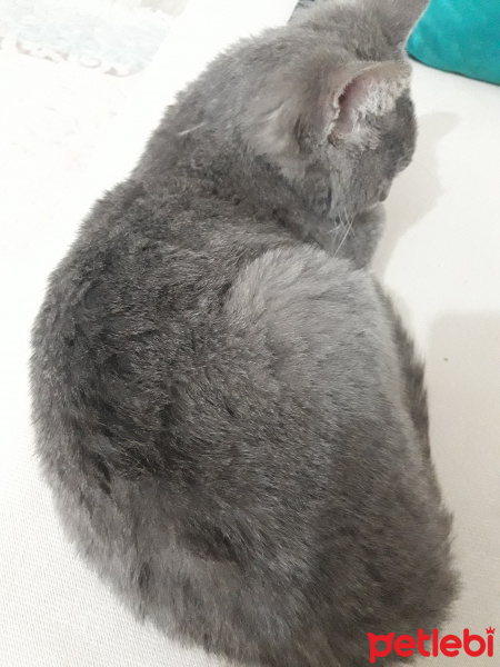 Mavi Rus, Kedi  Duman fotoğrafı